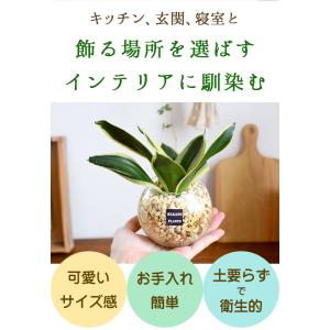 土を使わない 観葉植物 ハイドロカルチャー ガ...の詳細画像5
