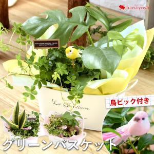 観葉植物 インテリア ギフト おまかせグリーンバスケット 寄せ入れ 植物 お誕生日 還暦 開店祝い 新築祝い 贈り物 誕生日 プレゼント