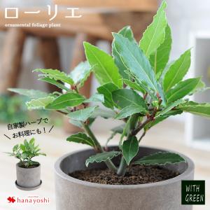 月桂樹 鉢植え ローリエ ローレル 観葉植物 インテリア ギフト 室内 おしゃれ 引越し祝い 新築祝い 開店祝い お祝い 開業祝い 周年祝い 結婚記念日 誕生日｜hanayoshi-y