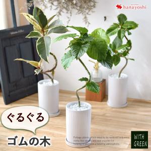選べる 観葉植物  曲げ ゴムの木 陶器鉢 フィカス