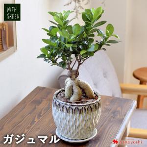 ガジュマル 観葉植物 育てやすい インテリア グリーン 陶器鉢 鉢植え おしゃれ おうち時間 植物 誕生日 プレゼント 女性 男性 父 新築祝い｜フラワーマーケット花由