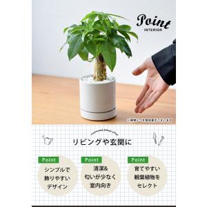 選べる 観葉植物 × 選べる 器 ガジュマルの...の詳細画像3