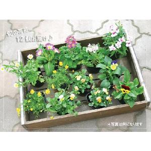 花苗 セット 1ダースの花苗セット 福袋 ラブ...の詳細画像1
