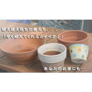 花苗 セット 1ダースの花苗セット 福袋 ラブ...の詳細画像2
