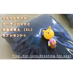 花苗 セット 1ダースの花苗セット 福袋 ラブ...の詳細画像3