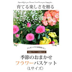 鉢植え 花 ギフト 誕生日 プレゼント 寄せ鉢...の詳細画像1