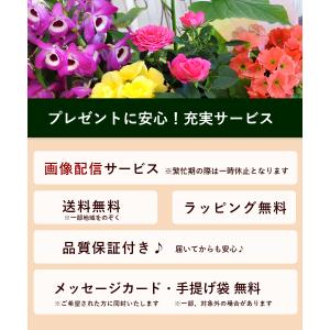 鉢植え 花 ギフト 誕生日 プレゼント 寄せ鉢...の詳細画像3