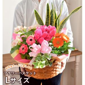 鉢植え 花 ギフト 誕生日 プレゼント 寄せ鉢...の詳細画像4