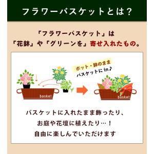 鉢植え 花 ギフト 誕生日 プレゼント 寄せ鉢...の詳細画像5