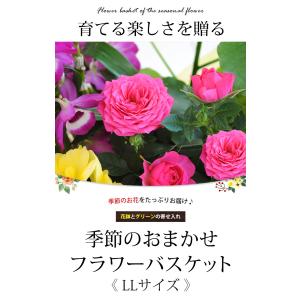 季節のおまかせ花鉢とグリーンの寄せ入れ LLサ...の詳細画像1