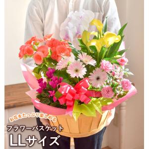 季節のおまかせ花鉢とグリーンの寄せ入れ LLサ...の詳細画像4