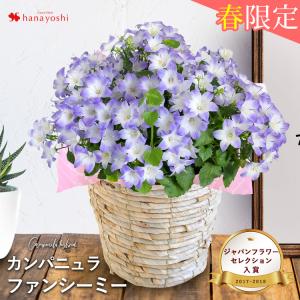 カンパニュラ・ファンシーミー 鉢植え ギフト 花 花鉢 誕生日 プレゼント 女性 母 祖母 女友達 結婚祝い 退職祝い 上司 還暦祝い 結婚記念日
