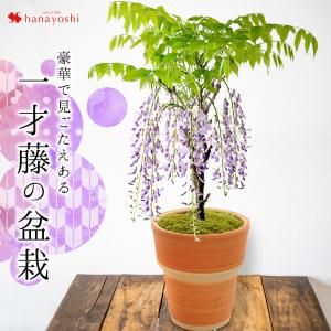 お家でお花見 一才藤の盆栽 送料無料 1/13〜3/17までの間で配達日指定ＯＫ 藤 花 ギフト 定年 退職 誕生日 プレゼント 女性 母 祖母 新築祝い｜hanayoshi-y