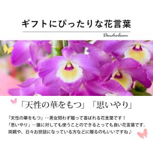デンドロビウム 鉢花 の商品一覧 生花 花 ガーデニング 通販 Yahoo ショッピング