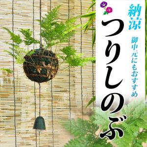 サマーギフト 夏  日本の夏に涼を呼ぶ『つりしのぶ玉仕立て〜南部鉄器風鈴付』