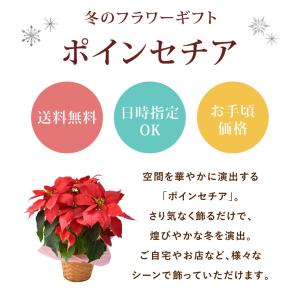 鉢植え ポインセチア 5号サイズ 赤 花鉢 鉢...の詳細画像1