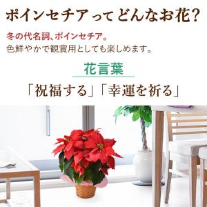 鉢植え ポインセチア 5号サイズ 赤 花鉢 鉢...の詳細画像3