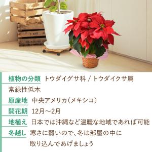 鉢植え ポインセチア 5号サイズ 赤 花鉢 鉢...の詳細画像4