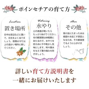 鉢植え ポインセチア 5号サイズ 赤 花鉢 鉢...の詳細画像5