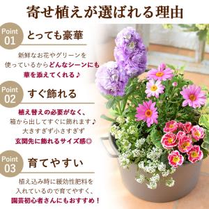 プランターが選べる 季節のおまかせ寄せ植えS ...の詳細画像3