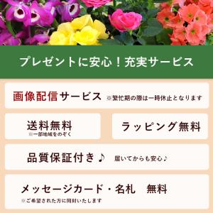 プランターが選べる 季節のおまかせ寄せ植えS ...の詳細画像4