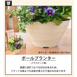 プランターが選べる 季節のおまかせ寄せ植えS ...の詳細画像5