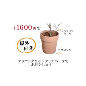 香川オリーブ7号専用 テラコッタ　※オリーブの木は別売りです。こちらの商品は単品購入できません。