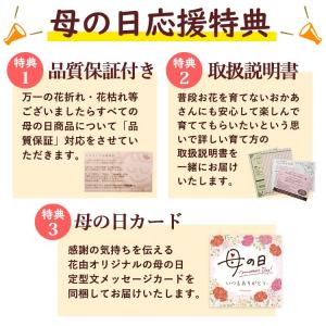 まだ間に合う ※一部地域を除く 母の日 202...の詳細画像3