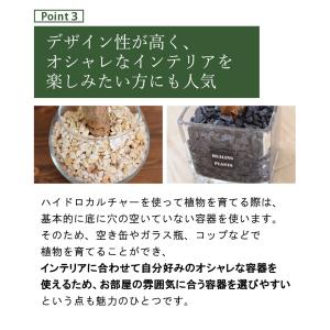 ハイドロカルチャー 植え込み材 植え替え用 資...の詳細画像2