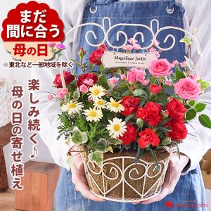 早割 母の日 2024 花 鉢植え ミニチュアローズ寄せ植え〜inプレート付きバスケット 花鉢 鉢花 プレゼント ギフト｜フラワーマーケット花由