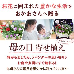 母の日 寄せ植え 2026 花 鉢植え ピック...の詳細画像1