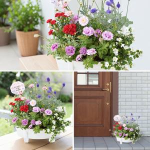 母の日 寄せ植え 2026 花 鉢植え ピック...の詳細画像2