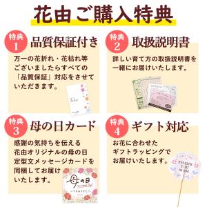 母の日 寄せ植え 2026 花 鉢植え ピック...の詳細画像3