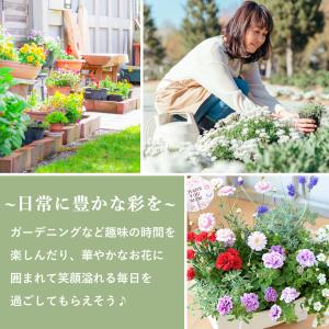 母の日 寄せ植え 2026 花 鉢植え ピック...の詳細画像4