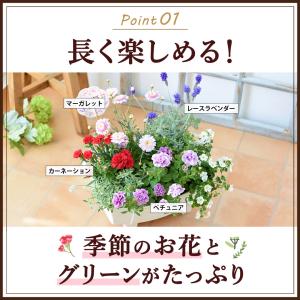 母の日 寄せ植え 2026 花 鉢植え ピック...の詳細画像5
