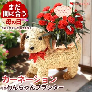 早割 母の日 鉢植え プレゼント 2024 送料無料 わんちゃんバスケット カーネーション 花鉢 犬 可愛い ドッグ アニマル 鉢花 母の日ギフトフラワーギフト 母 義母｜hanayoshi-y