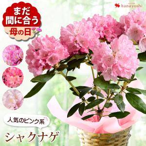 母の日 22 花鉢 プレゼント 花 ギフト シャクナゲ バスケット付き ピンク系で品種おまかせ 鉢植え 鉢花 石楠花 Mo62h フラワーマーケット花由 通販 Yahoo ショッピング