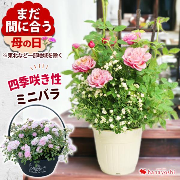 母の日 2024 花 プレゼント ギフト 母の日限定 5種類から選べるミニバラ バラ 四季咲き 鉢植...