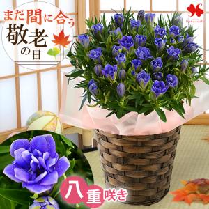 敬老の日 プレゼント ギフト ＜限定入荷＞ 珍しい