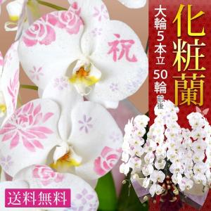 化粧蘭 ケショウラン コチョウラン 洋蘭<大輪・...の商品画像