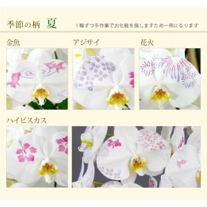 化粧蘭 ケショウラン コチョウラン 洋蘭<大輪...の詳細画像3