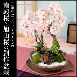 ブロッサムガーデン さくら咲く 花芽付 南殿桜と旭山桜の創作盆栽の信楽焼手造りの創作盆栽  5日後以降〜4/7で日時指定ＯＫ 誕生日 プレゼント 父 母 祖母