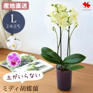 産地直送 椎名洋ラン園さんの 土がいらない ミディ胡蝶蘭 コチョウラン 「ranto」 Lサイズ 器の色が選べる 胡蝶蘭 花 水耕栽培 ポット 手間いらず おしゃれ