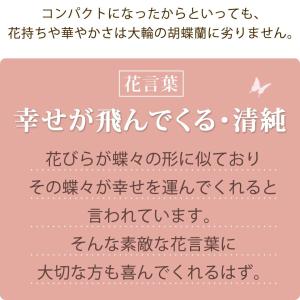 産地直送 椎名洋ラン園さんの 土がいらない ミ...の詳細画像4