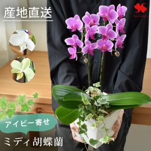 胡蝶蘭 マイクロ胡蝶蘭 3本立 4号 3色MIX寄せ 爆買 : 産直プレミアム