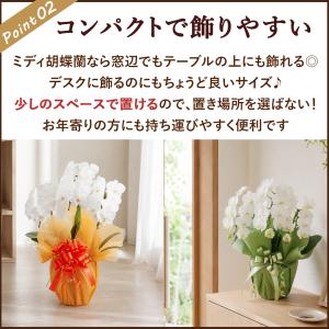 産地直送! リーフさんの ミディ胡蝶蘭3本27...の詳細画像3