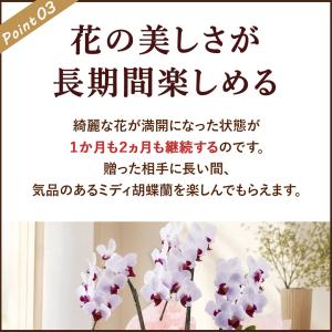 産地直送! リーフさんの ミディ胡蝶蘭3本27...の詳細画像4