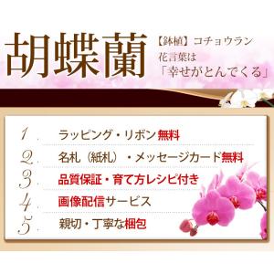 産地直送! リーフさんの 胡蝶蘭 コチョウラン...の詳細画像1