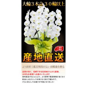 産地直送! リーフさんの 胡蝶蘭 コチョウラン...の詳細画像2