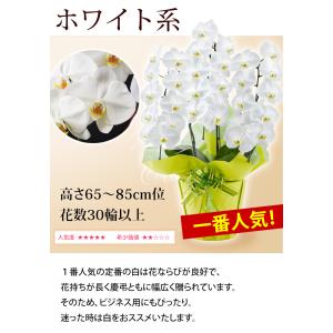 産地直送! リーフさんの 胡蝶蘭 コチョウラン...の詳細画像4